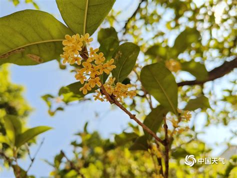 桂林桂花|桂花